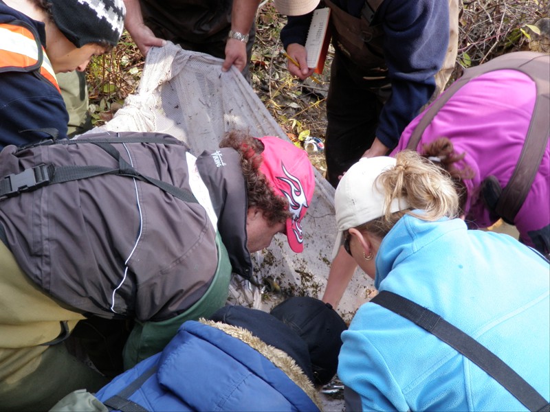 Seining in a tributary of the Welland River with the NPCA