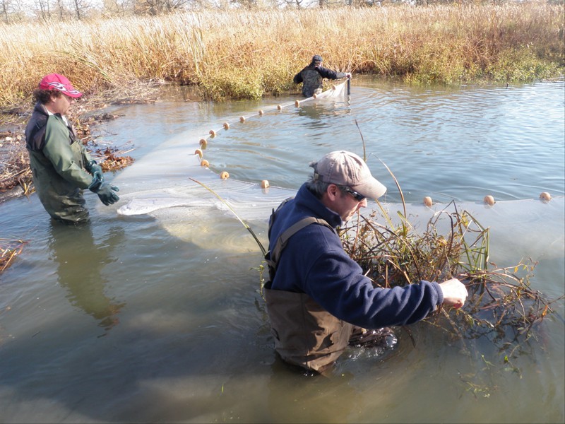 Seining in a tributary of the Welland River with the NPCA