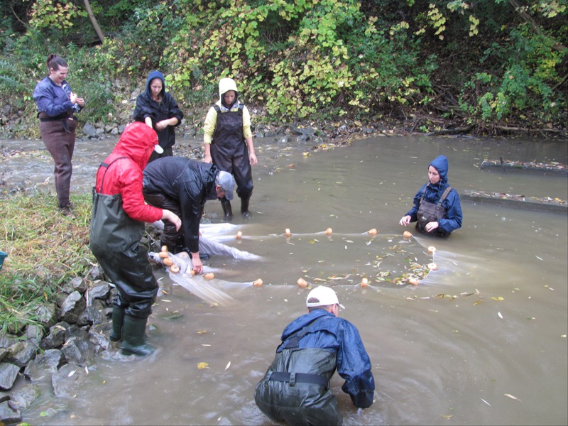 Seining in a tributary of the Welland River with the NPCA