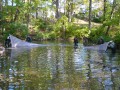 Draper's creek fish seining with the NPCA