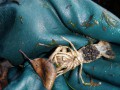 Female crayfish with eggs