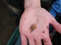 Ghost shrimp from the Welland River