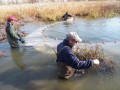 Seining in a tributary of the Welland River with the NPCA