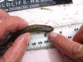 Crowded pre-dorsal scales on a bluntnose minnow