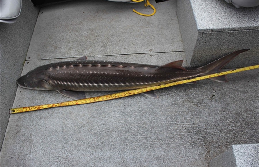 57 Inch White Sturgeon