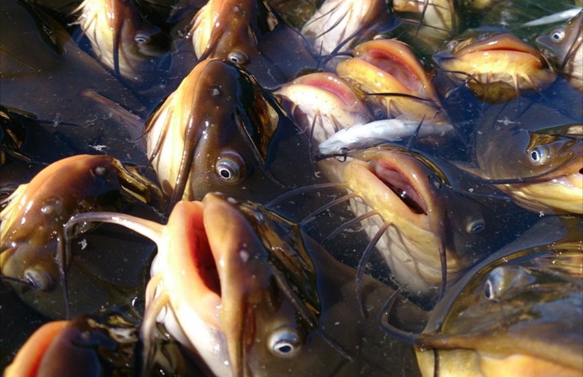 Bucket-O-Bullhead