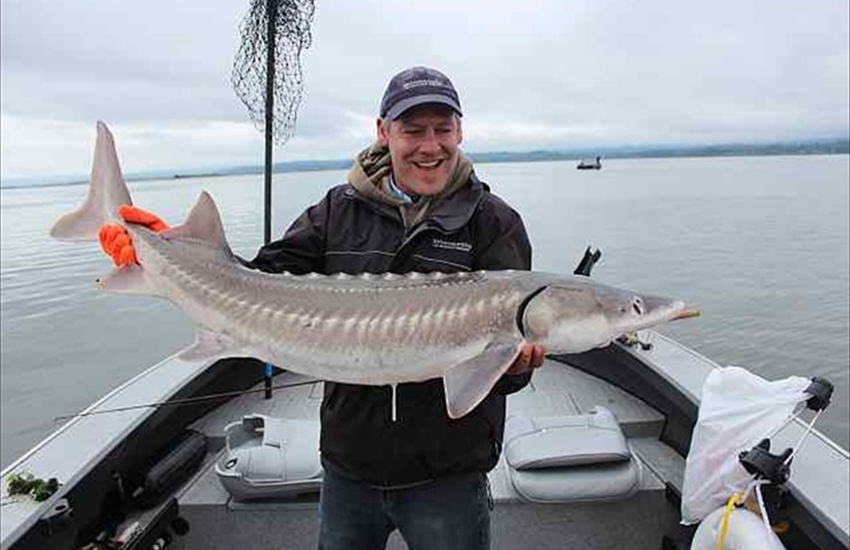 Columbia River White Sturgeon