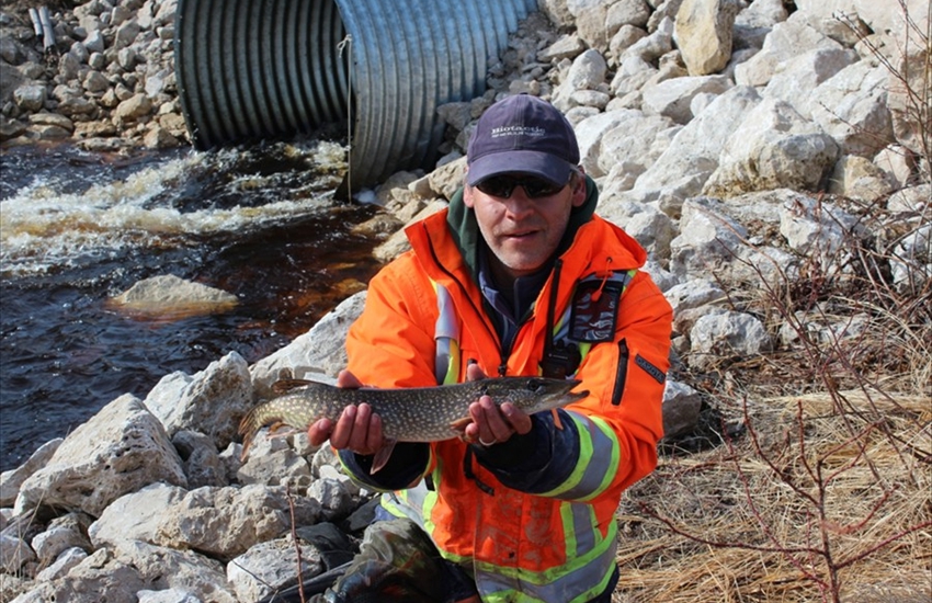 Northern Pike from the Hoopnet