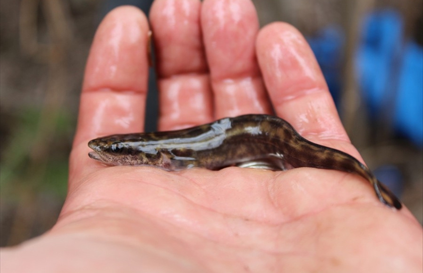 Juvenile Burbot (Lota lota)