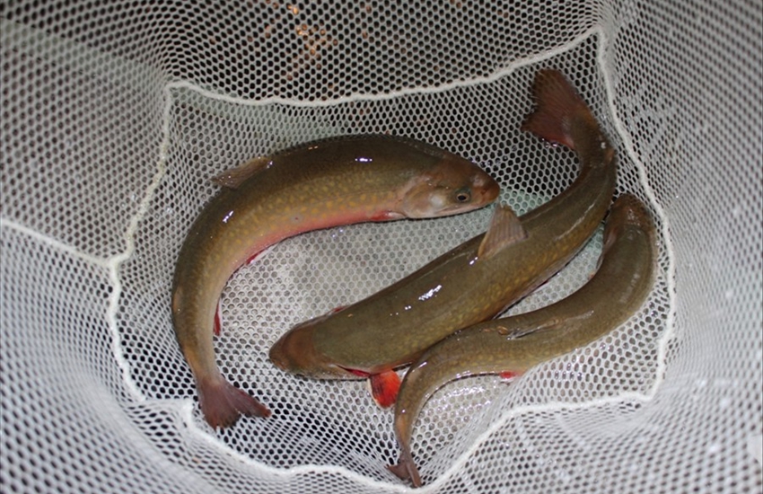 Dangered Aurora Trout From Hill's Lake - Kirkland Lake, Ontario