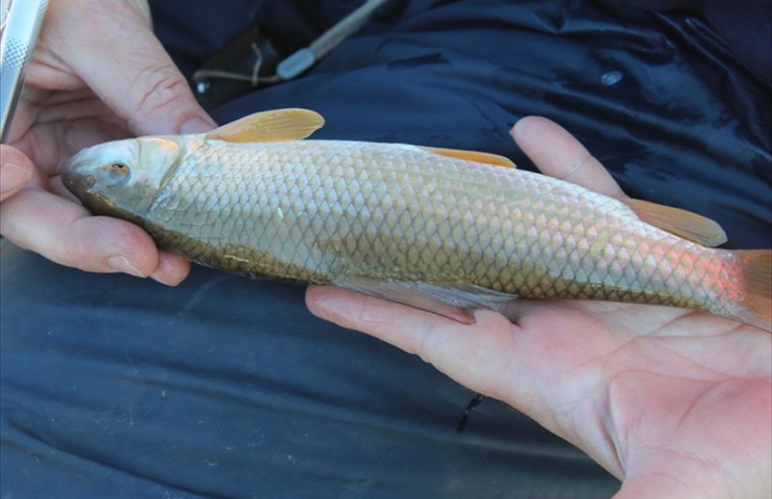 Niagara River Electrofishing - Shorthead Redhorse