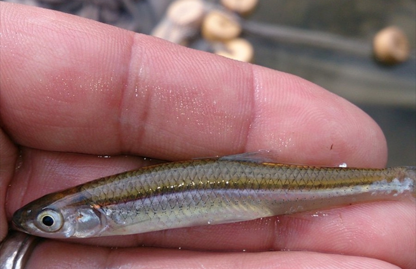 Notropis photogenis