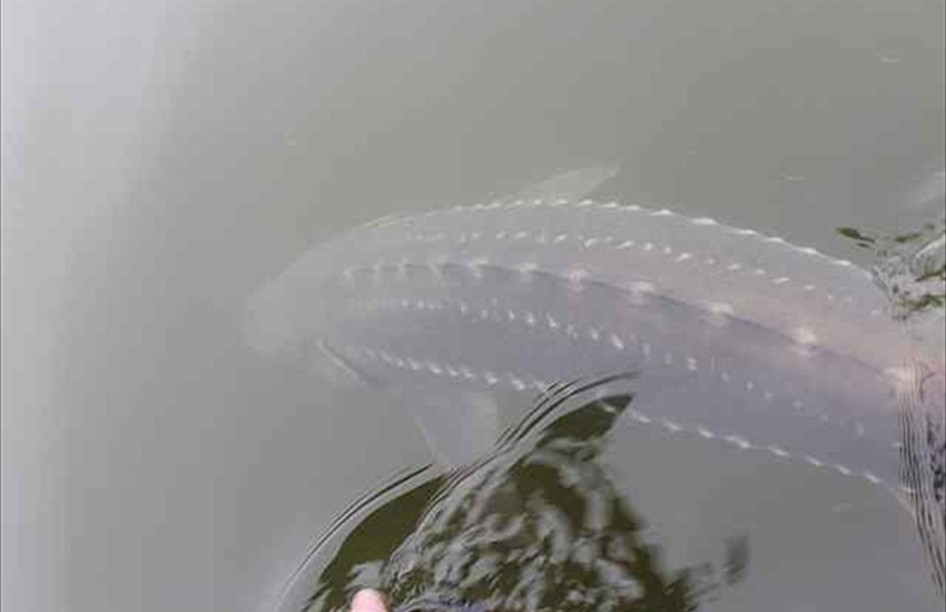 Sturgeon Release