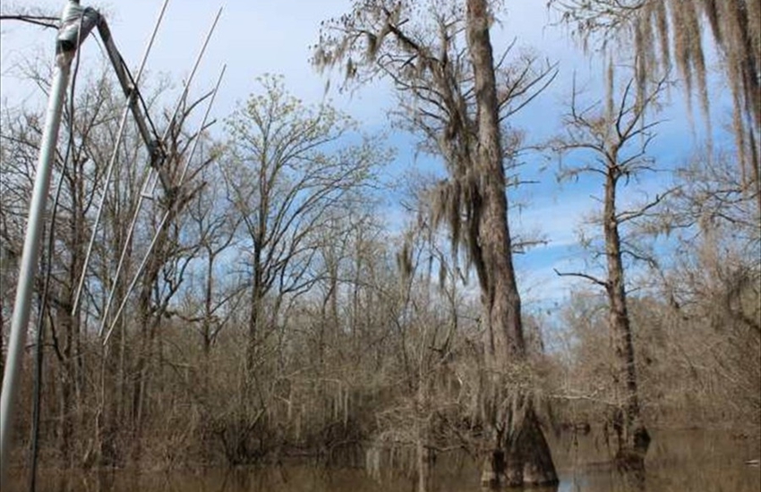 Tracking Blue Suckers in Louisiana