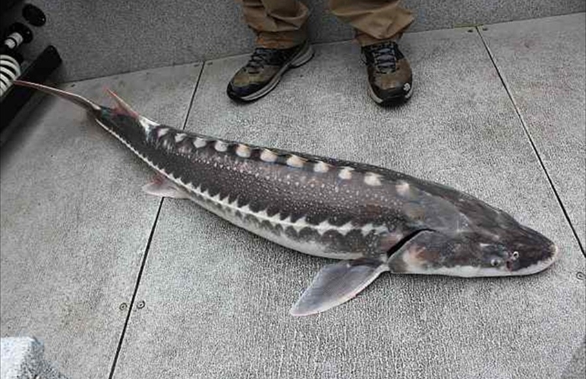 White Sturgeon in the Boat