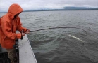 Columbia River Sturgeon Angling