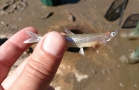 Dead Emerald Shiner