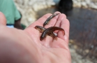 Small Fish Caught in Minnow Trap in No Name Creek