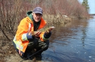 Angled Walleye in the Attawapiskat River