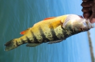 Niagara Electrofishing - Large Perch