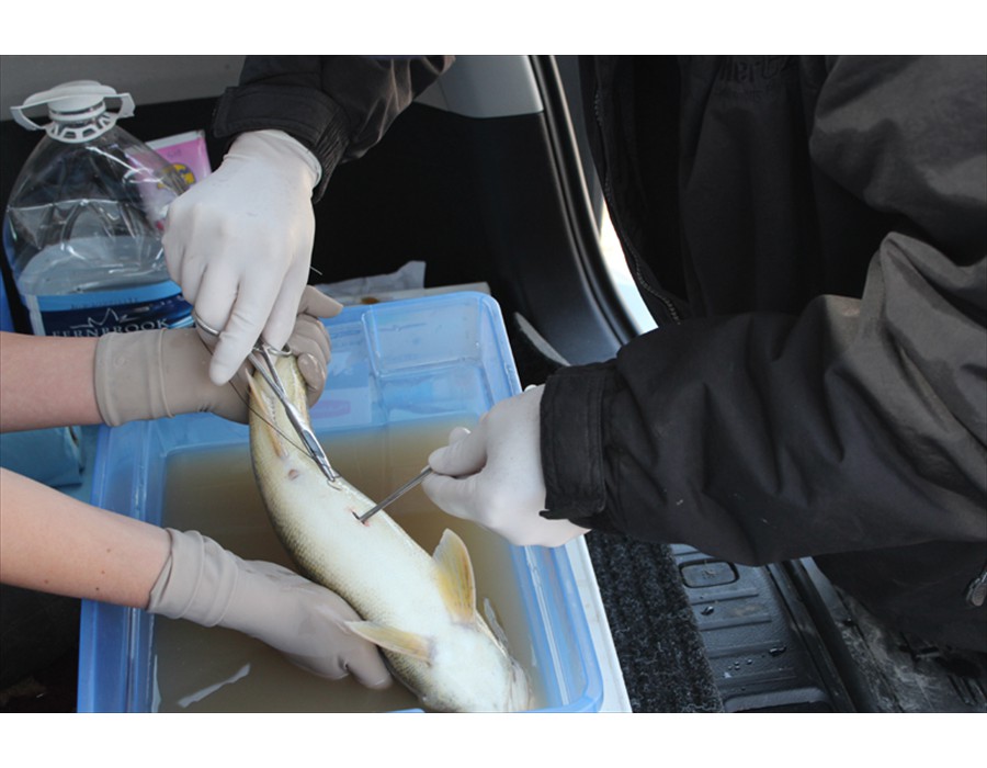 Fish Surgery on a Walleye