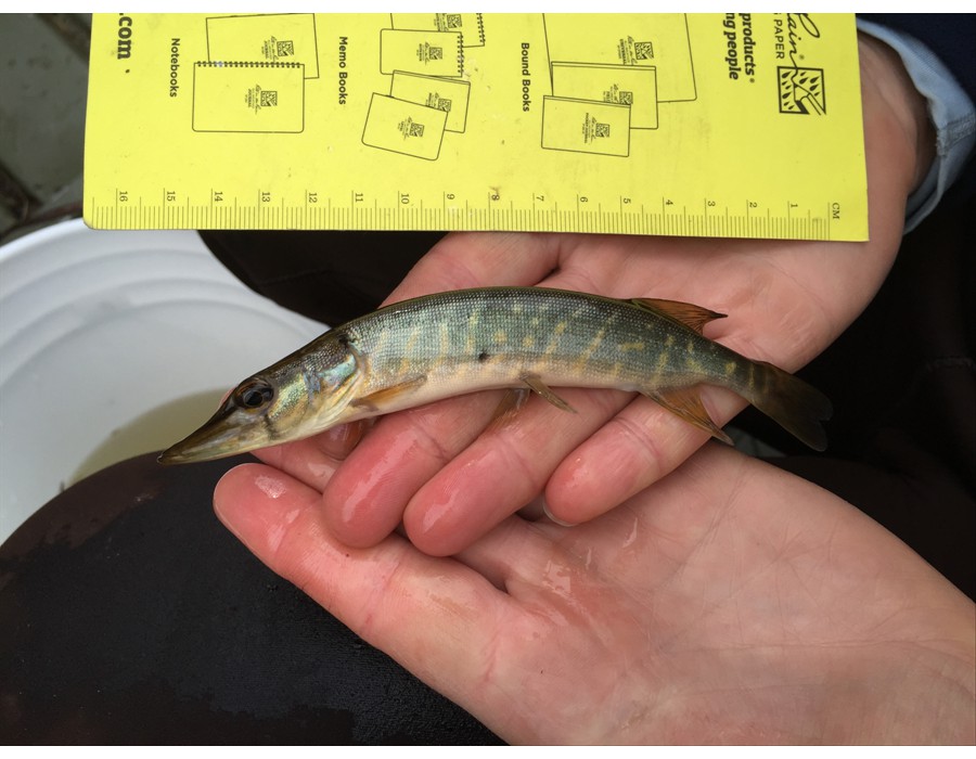 Juvenille Northern Pike caught Boat Electrofishing, Blanche River, Kirkland Lake