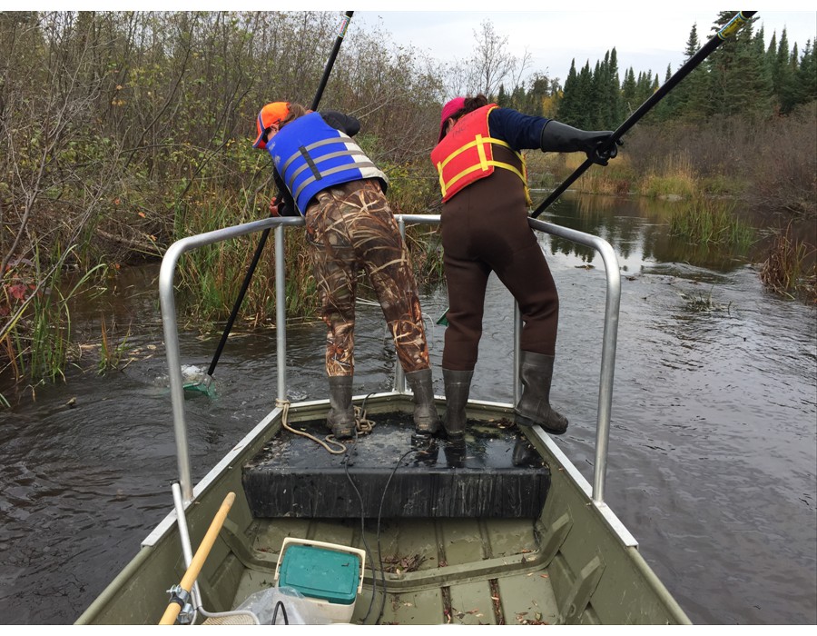 Boat Electrofishing in downstream end of Amikougami Creek