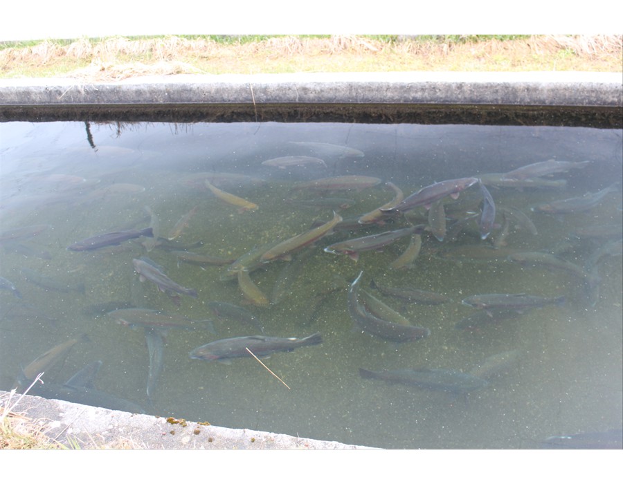 Rainbow Trout in Kolapore Springs Hatchery