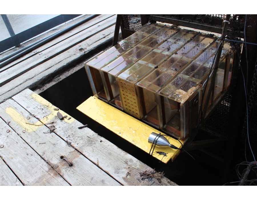 Mointoring a fish counter, Ganaraska River, Port Hope