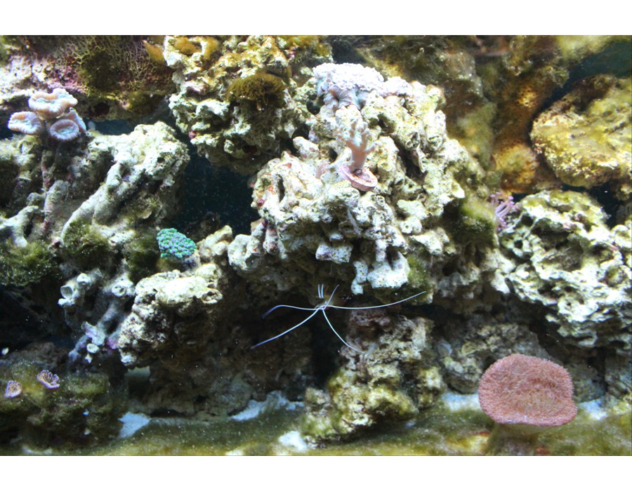 Coral Reef Aquarium