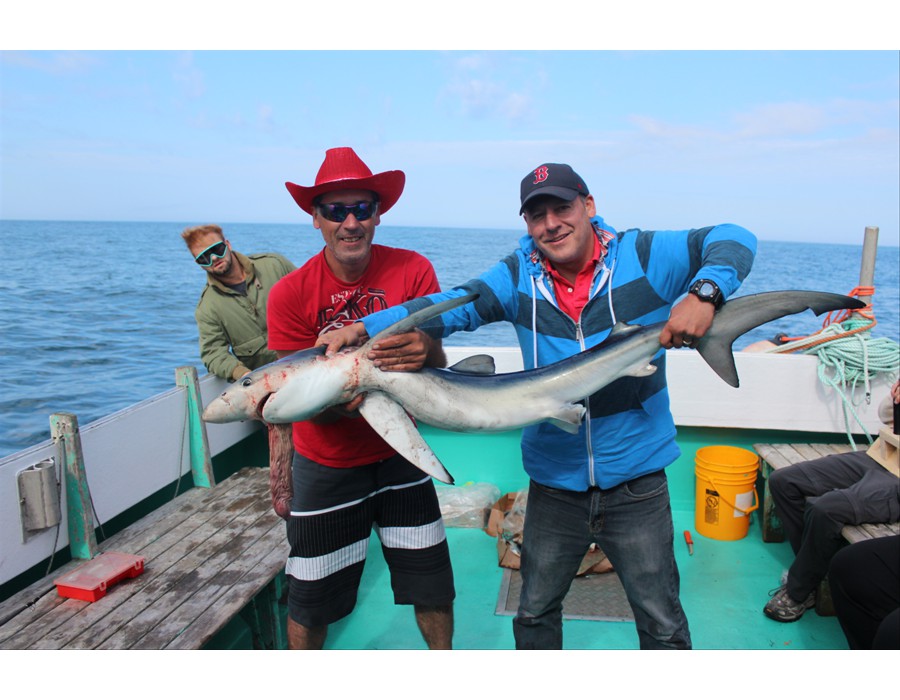 Four foot Blue Shark caught for research purposes, Nova Scotia