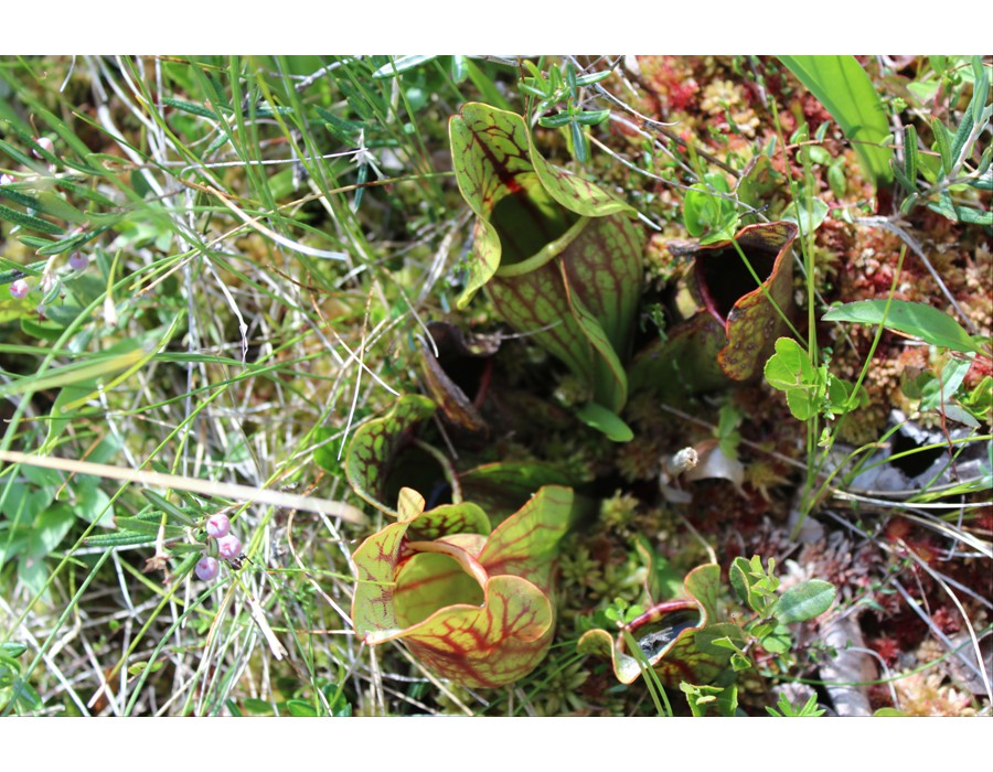 Carnivorous Pitcher Plant- Species Identification