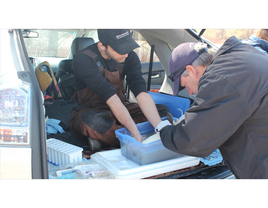 Radio Tagging White Suckers from the Welland River