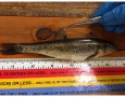 Creek Chub, Environmental Effect Monitoring, Kirkland Lake