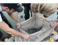 Seining for Silver Shiner in the Grand River