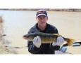 Radio Tagged Walleye in the Welland River