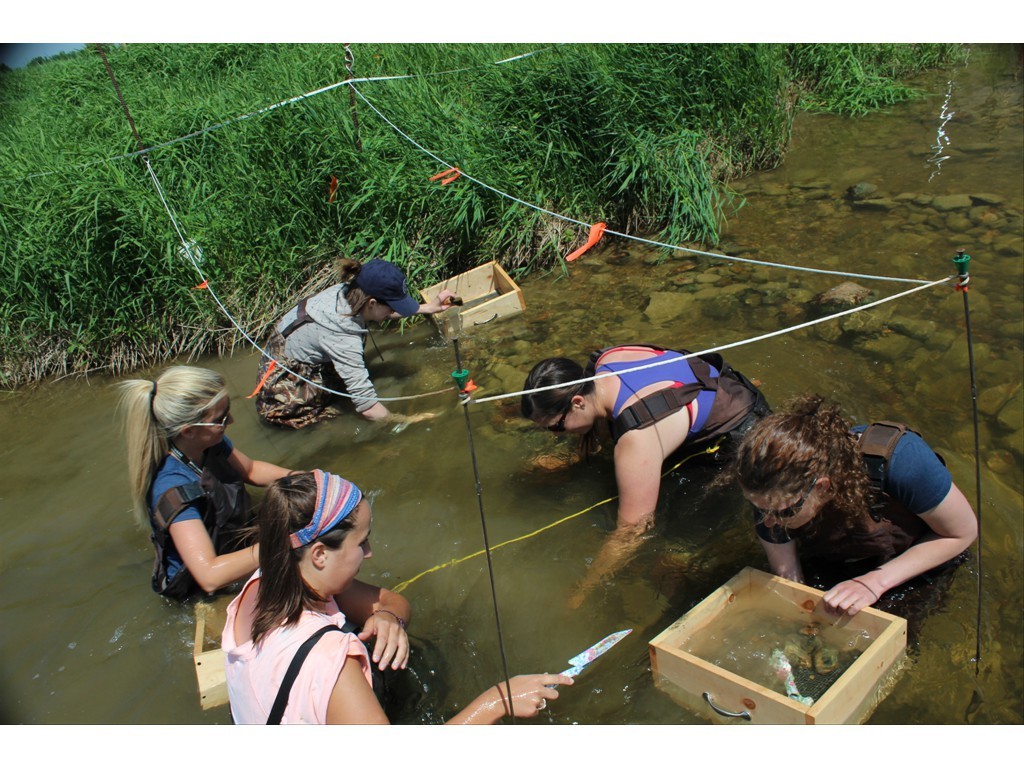 Big Irwin Bridge Mussel Relocation 2015