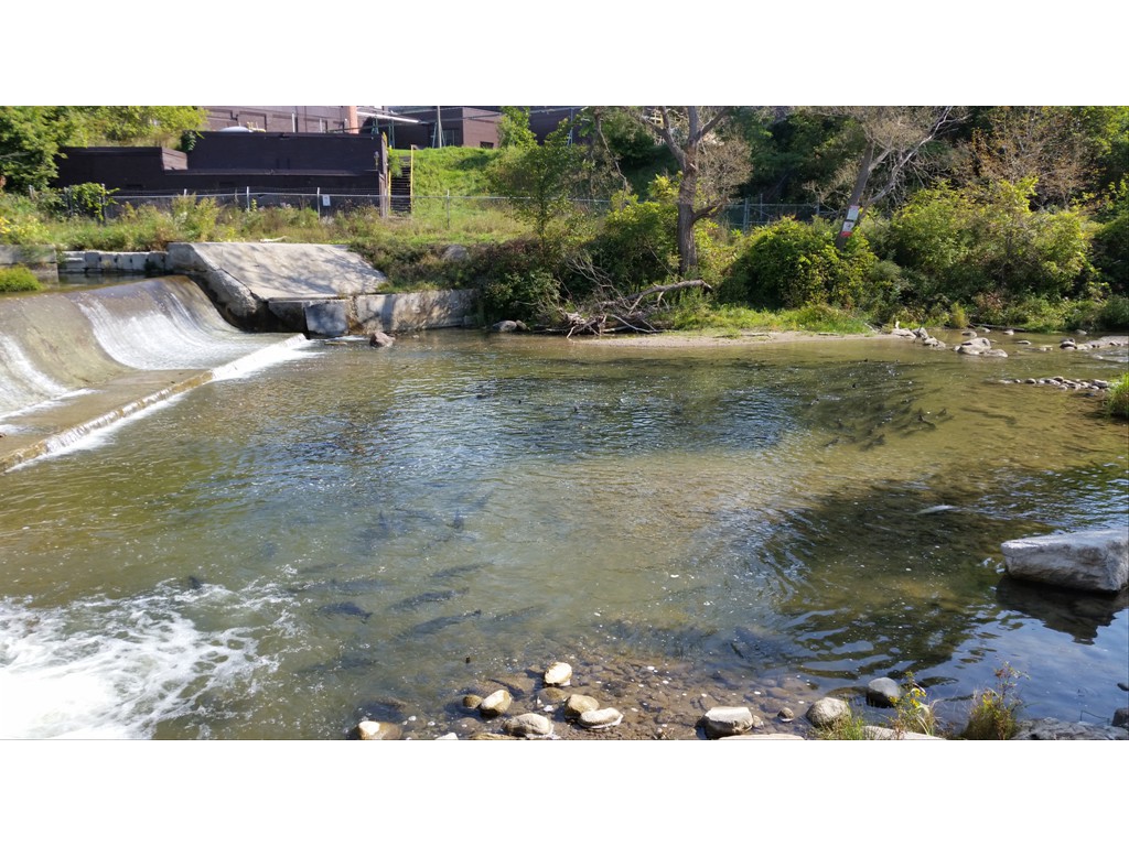 Bowmanville Chinook