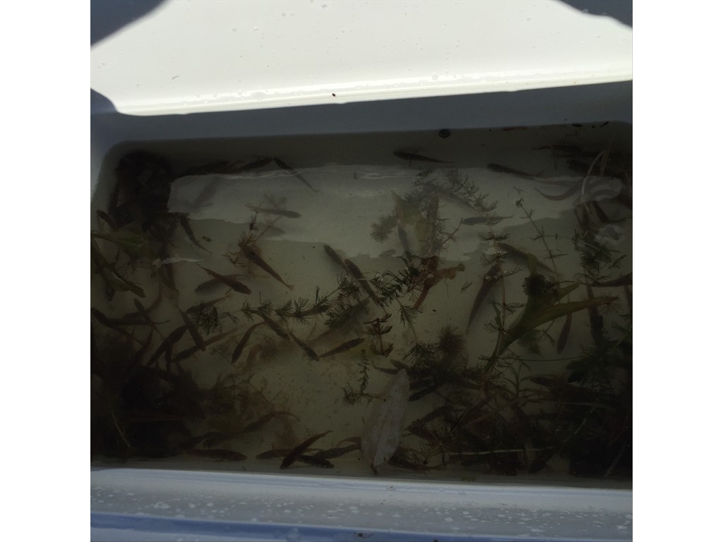 Brook Stickleback captured for EEM, Bucko Lake, Manitoba