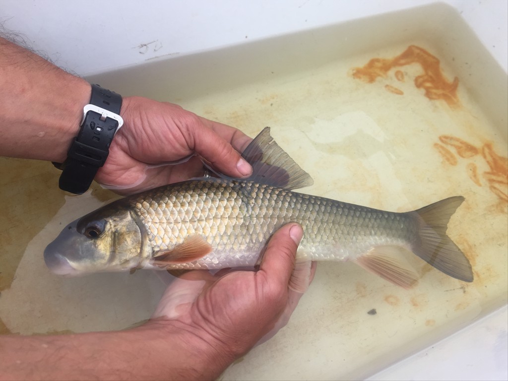 Goldener Redhorse captured in fishway trap, Grand River