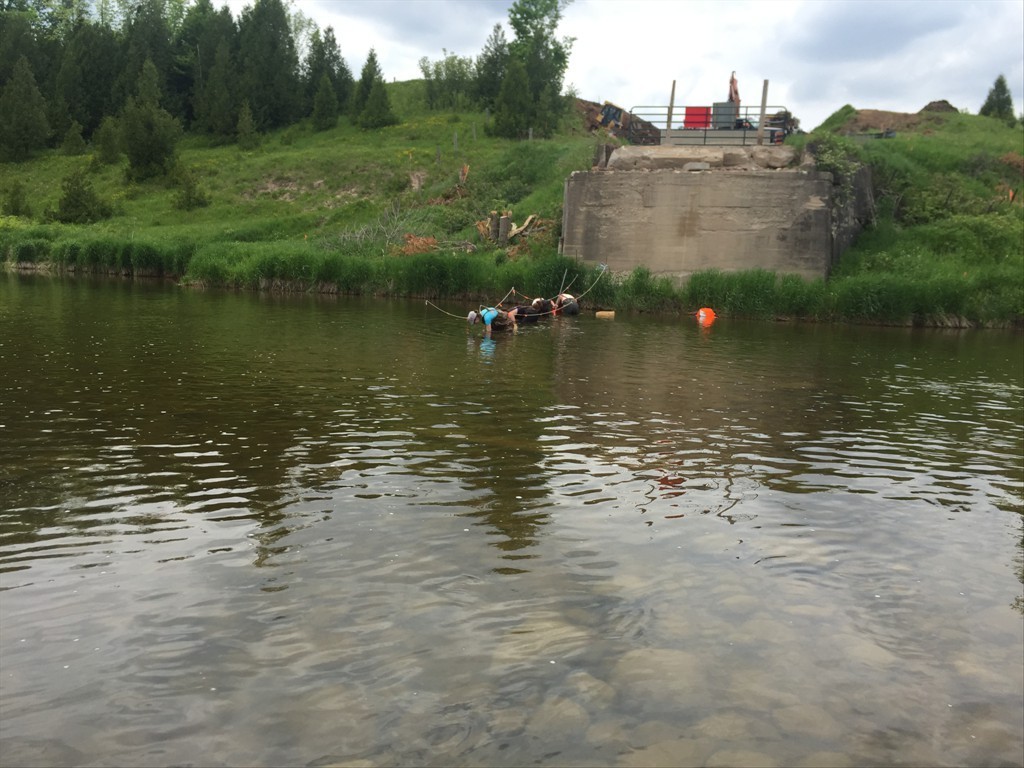 Mussel relocation in the west PSA at the Big Irwin Bridge