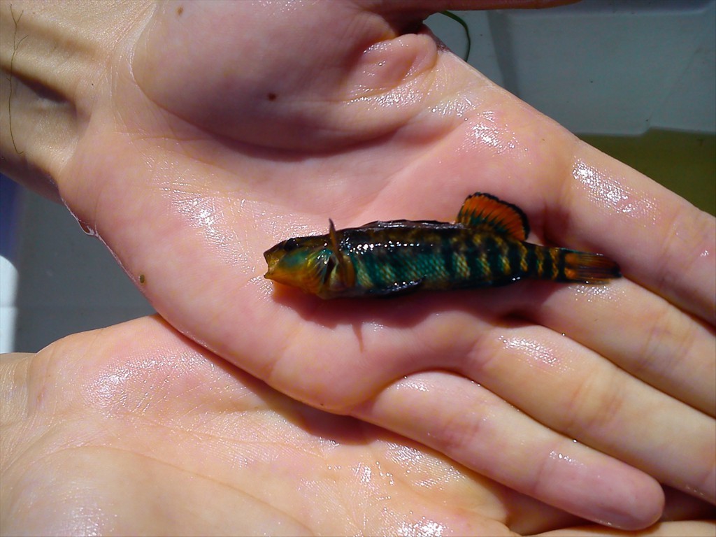 Rainbow Dart, Etheostoma caeruleum