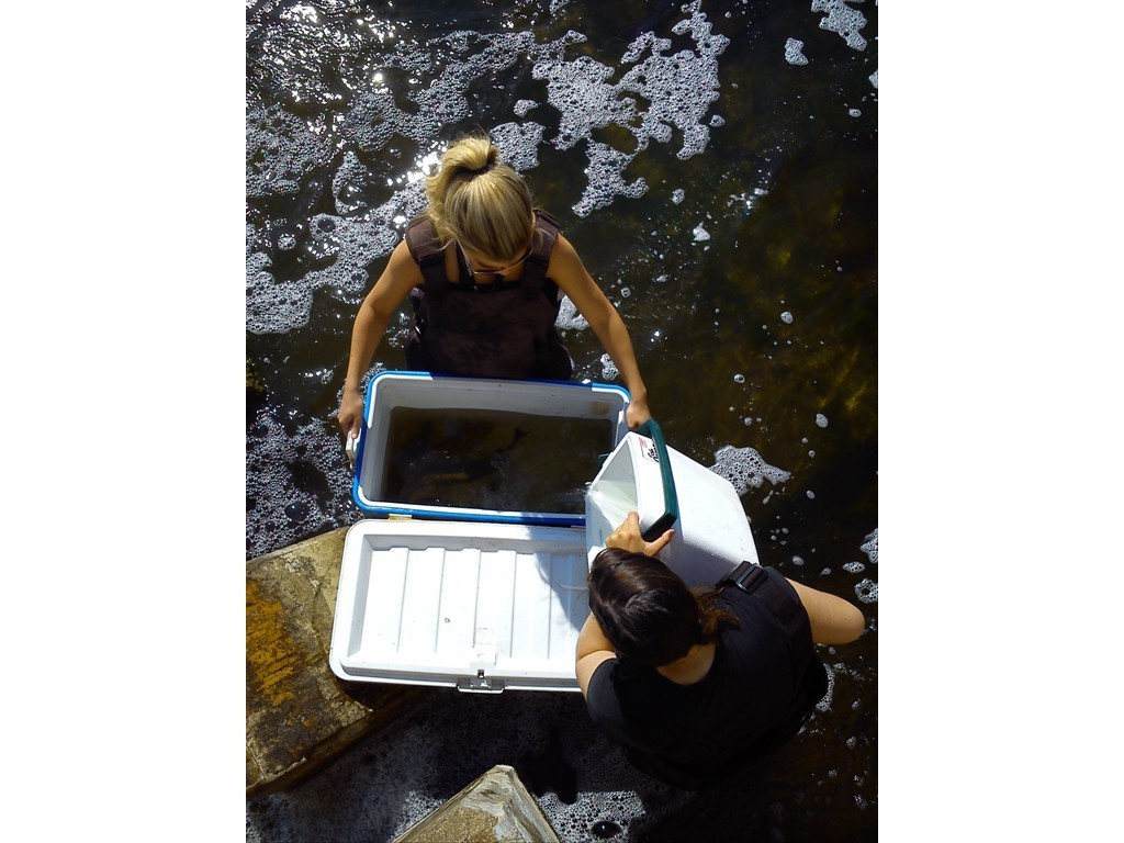 Release of PIT tagged fish