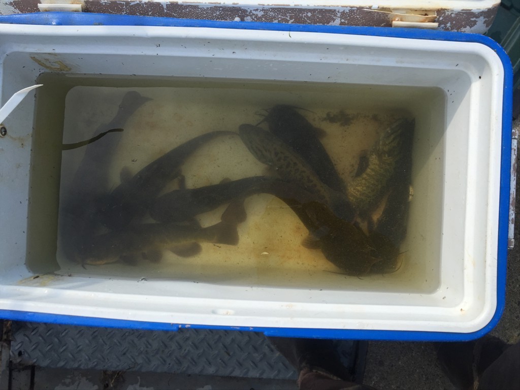 Smallmouth Bass and Brown Bullhead caught in fishway trap