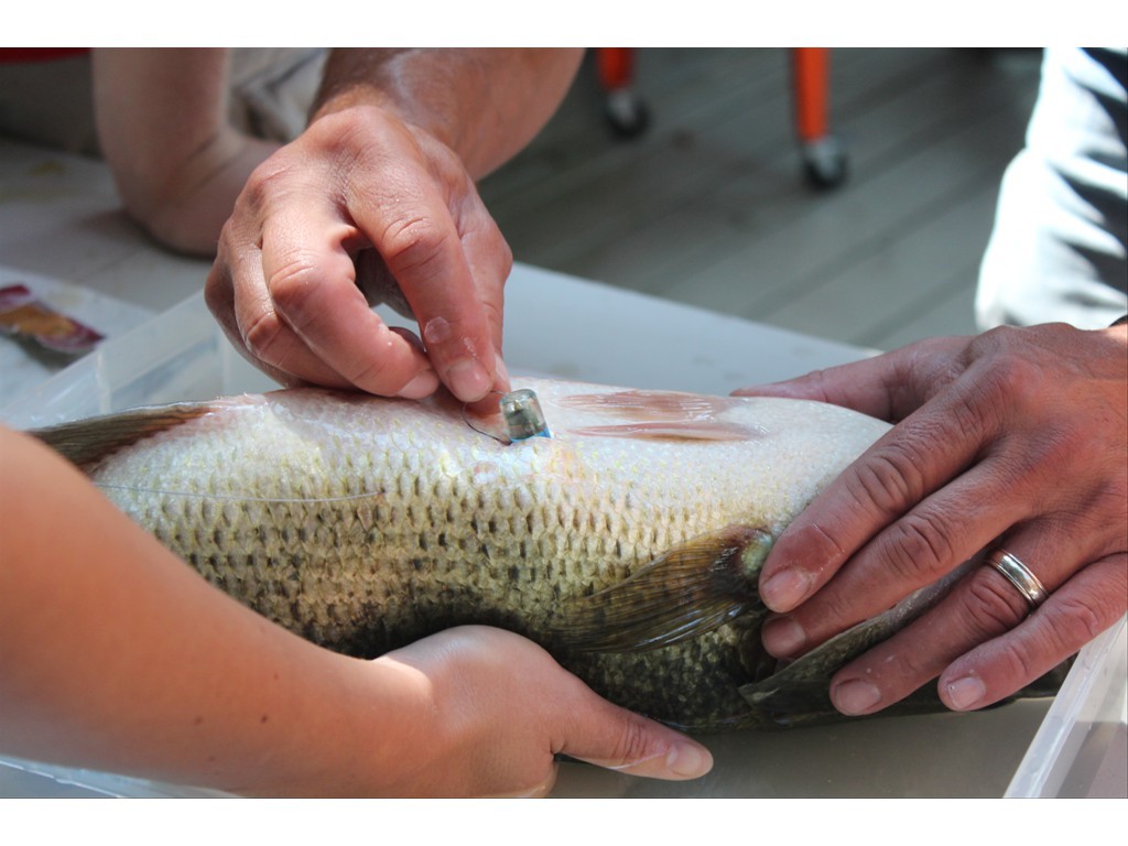 Surgical implantation of a radio transmitter into a Largemouth Bass, Lake Eugenia