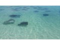 Bahama Stingrays