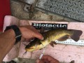 Brown Bullhead PIT tagging