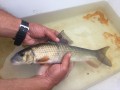 Goldener Redhorse captured in fishway trap, Grand River