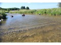 One month survival monitoring of relocated mussels in the Teeswater River