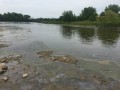 Potential Silver Shiner spawning habitat